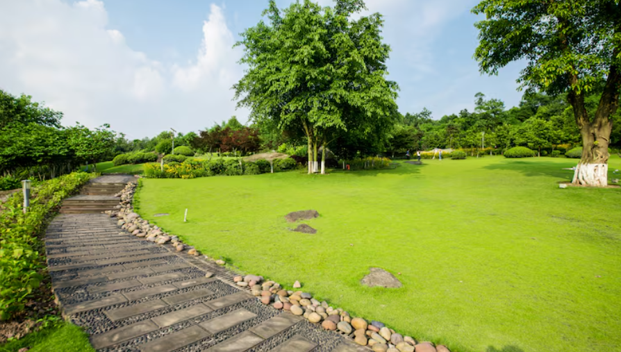 Backyard